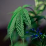 Полезные свойства и применение семян конопли image_166.jpg