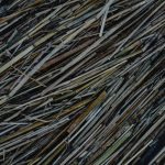 Семена конопли Black Domina feminised от Ganja Seeds image_200.jpg