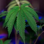 Покупка семян конопли через интернет магазин в Казахстане image_240.jpg