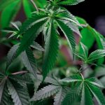 Семена конопли Auto Whiteberry feminised от Paradise Seeds image_26.jpg