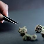 Где лучше заказывать семена марихуаны image_268.jpg