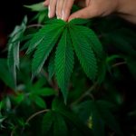 Семена конопли как эффективная прикормка для рыбалки image_27.jpg