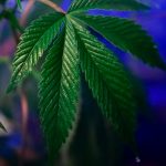 Семена конопли Super Bud regular от Ganja Seeds image_272.jpg