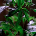 Банки семян марихуаны важнейший ресурс для гроверов и селекционеров image_352.jpg