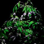 Правовые аспекты приобретения семян марихуаны в Казахстане image_408.jpg