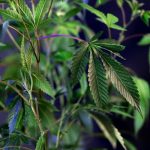 Семена конопли Super Skunk feminised от Breeders Community Seeds image_427.jpg