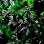 Семена конопли Black Russian feminised от Ganja Seeds image_455.jpg