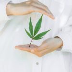 Семена конопли и их выбор для выращивания image_488.jpg