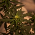 Питательная ценность и польза семян конопли для организма image_506.jpg