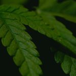 Семена конопли Auto Kaya 47 feminised от Advanced Seeds image_511.jpg