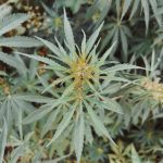 Семена конопли Super Lemon Haze CBD feminised от Green House Seeds image_532.jpg