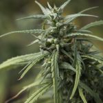 Семена конопли полезные свойства и применение в кулинарии images146.jpg