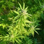 Покупка и доставка семян конопли почтой images203.jpg