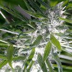 Преимущества и применение семян конопли CBD images254.jpg