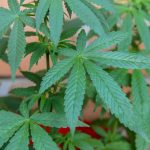 Семена конопли Sensi Star feminised от Paradise Seeds images264.jpg