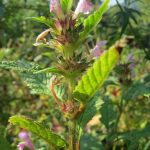 Семена конопли Alakazam feminised от Seedmakers Seeds images267.jpg