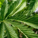 Созревание семян конопли и их сбор images27.jpg