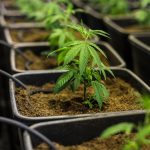 Семена конопли Sleestack x Skunk regular от DNA Genetics images310.jpg