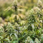 Семена конопли Auto Sweet Nurse CBD feminised от Sweet Seeds images331.jpg