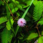 Семена конопли молотые жареные полезные свойства и применение images338.jpg