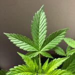 Преимущества и использование семян конопли Сатива images34.jpg