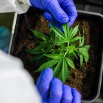 Семена конопли Think Fast feminised от Ganja Seeds images351.jpg