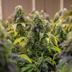 Использование семян конопли для рыбалки images352.jpg