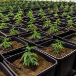 Заказ семян марихуаны в России: особенности и риски images357.jpg