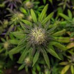 Преимущества покупки семян конопли в специализированном магазине images359.jpg