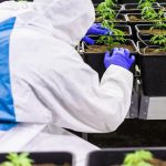 Полезные свойства семян конопли и их использование в кулинарии images364.jpg