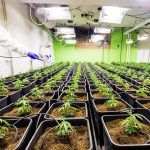 Семена конопли Critical Kush regular от Barneys Farm images366.jpg