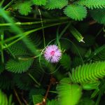 Семена конопли White Skunk от Ganja Seeds images373.jpg