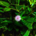 Выращивание марихуаны в Крыму: правовые и практические аспекты images382.jpg