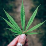 Семена конопли Auto Fastberry feminised от Fast Buds обзор сорта и особенности выращивания images389.jpg