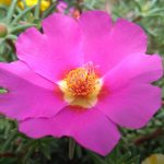 Преимущества и свойства семян конопли на развес images406.jpg