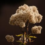 Выращивание конопли и уход за посевами images423.jpg