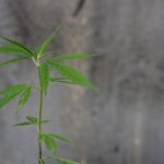 Семена конопли Auto Chronic Ryder от Ganja Seeds images428.jpg