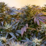 Законность покупки семян конопли images435.jpg