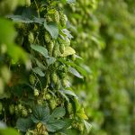 Как выбрать и купить семена конопли для открытого грунта images439.jpg