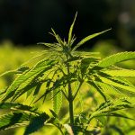 Покупка Семян Конопли Наложенным Платежом Преимущества и Особенности images44.jpg