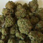 Использование семян конопли в рыбалке как эффективная приманка images474.jpg