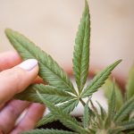 Использование семян конопли в рыбалке images54.jpg