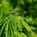 Семена марихуаны в Казахстане: законодательство и реалии images57.jpg