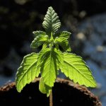 Посадка и выращивание конопли: этапы и особенности процесса images80.jpg