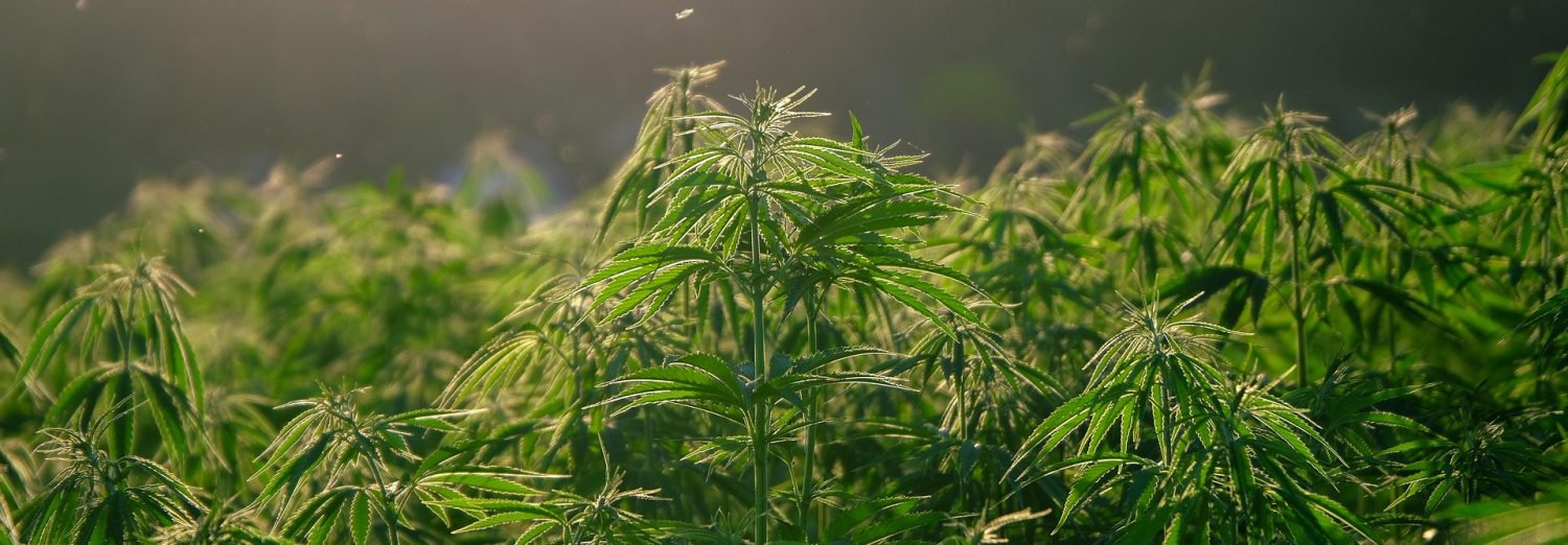 Легальные семена конопли в России