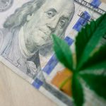 Семена элитной конопли характеристики и преимущества использования image_154.jpg