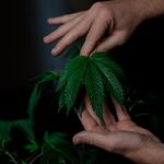 Молоко из семян конопли полезные свойства и применение image_158.jpg