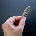 Выращивание конопли из семян на рассаду image_161.jpg