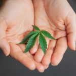 Гибридная конопля перспективы и преимущества использования семян image_164.jpg