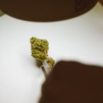 Выращивание конопли в Санкт-Петербурге: особенности и преимущества image_189.jpg